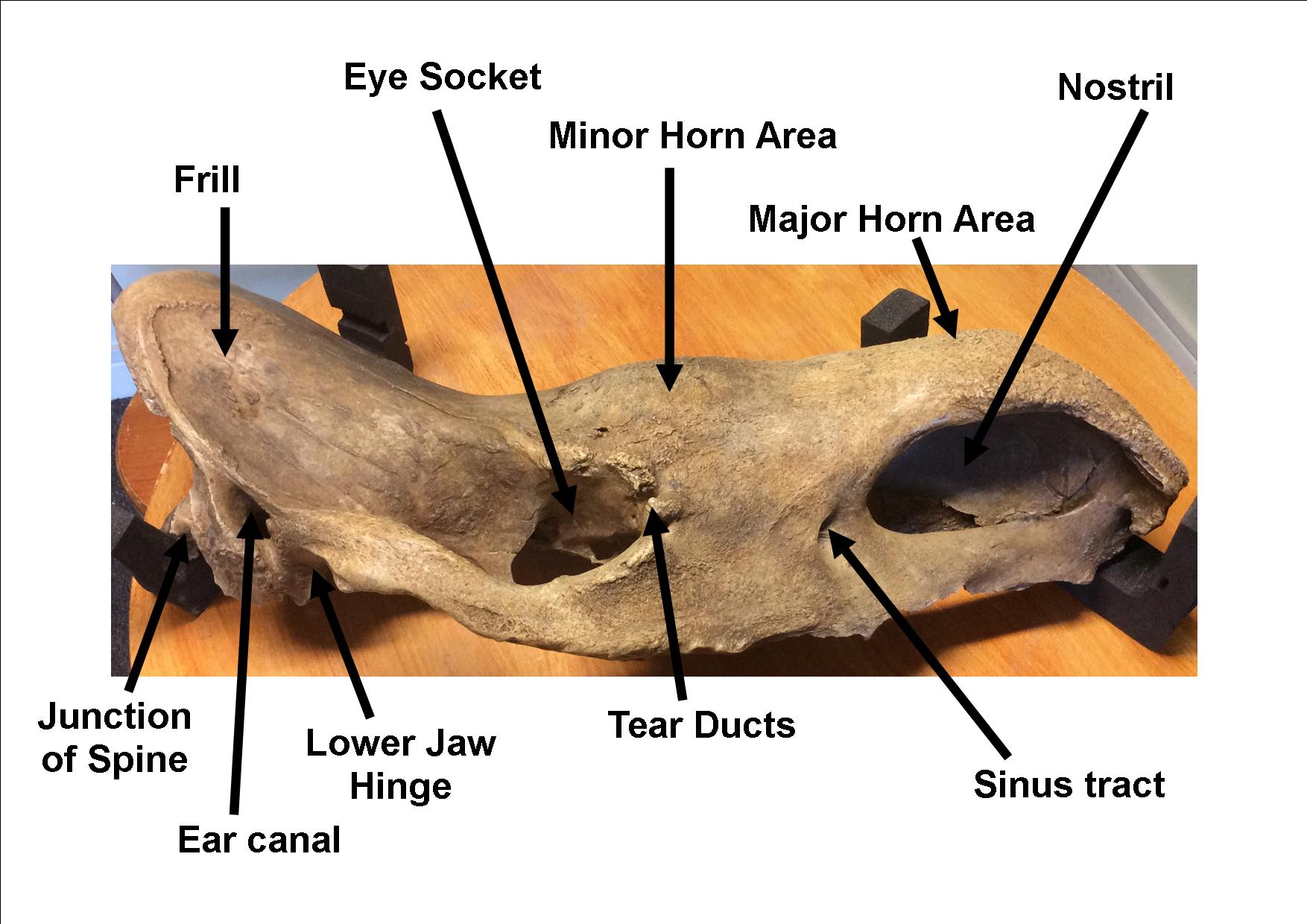 Woolly rhino skull detail